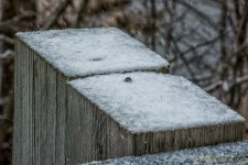 DSC_7231-Edit.jpg