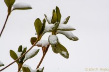 DSC_7234.jpg