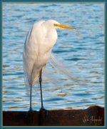 Great Egret January.jpg