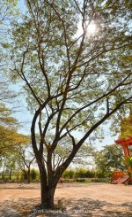 suntree-1.jpg