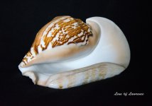 Shell 5 LOL.jpg