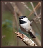 Carolina Chickadee.jpg