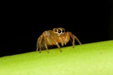 DSC_4419.jpg