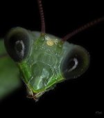 Mantis.jpg