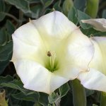 Datura.jpg