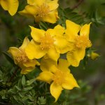 Yellow.jpg