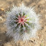 Cactus.jpg