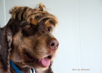 Rusty Mohawk LOL.jpg