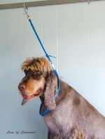 Rusty Mohawk 2 LOL.jpg
