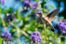 _D8A2413-VShrpD.jpg