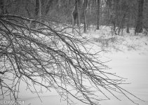 Japanese Maple.jpg