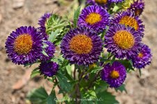 purpleyellow-1.jpg