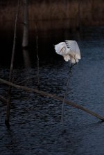 Nikonites-36-1.jpg