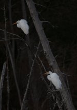 Nikonites-36-2.jpg