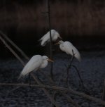 Nikonites-36-3.jpg