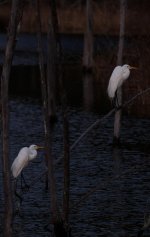 Nikonites-36-4.jpg