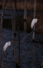 Nikonites-36-5.jpg