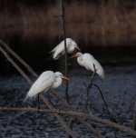 Nikonites-36-6.jpg