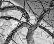 Tree Fork 2.jpg