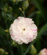 Carnation.jpg