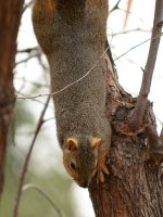 Squirrel2.jpg