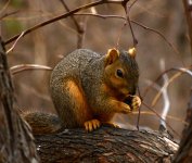 Squirrel.jpg