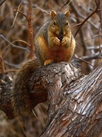 Squirrel3.jpg
