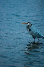 Nikonites-37-5.jpg
