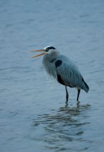 Nikonites-37-6.jpg