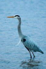 Nikonites-37-8.jpg