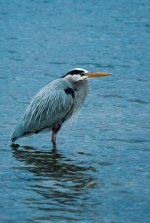 Nikonites-37-3.jpg