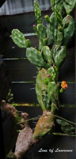 Succulent LOL.jpg