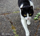 Friendly Neighbourhood cat LOL.jpg