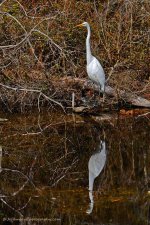 DSC_0194.jpg