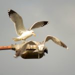 Gulls.jpg