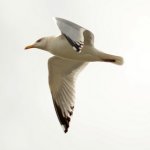 Gulls2.jpg
