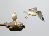 Gulls3.jpg