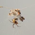 Spider.jpg