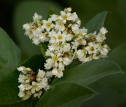 WhiteFlower.jpg