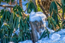 DSC_7320-Edit.jpg