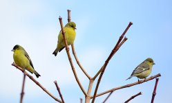 Finches.jpg