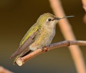 Hummer6.jpg