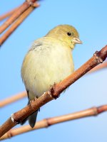 Finch7.jpg