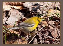 Pine Warbler 3.jpg