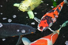 fish-.jpg