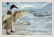 DSC_5165 (1000x668) (2).jpg