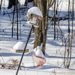 DSC_9534.jpg