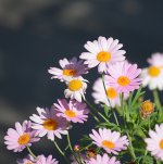 Daisys.jpg