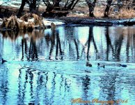 Ducks on the Jordan River.jpg