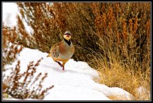 Day39Quail.jpg